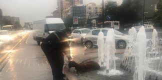 Rescatan a una oveja en la avenida del Cid