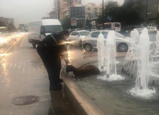 Rescatan a una oveja en la avenida del Cid