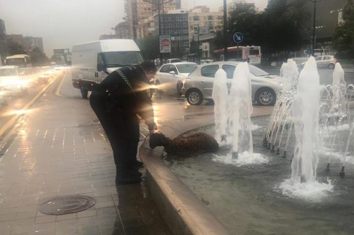 Rescatan a una oveja en la avenida del Cid