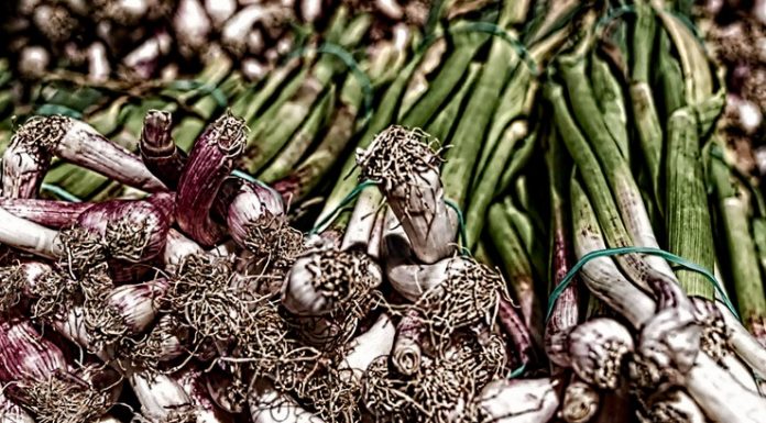 Xàtiva posa a la venda els primers alls tendres produïts per al segell de qualitat