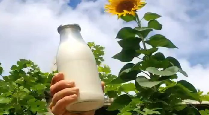 Copian la horchata y la venden como bebida vegana de origen africano La imitación de la horchata
