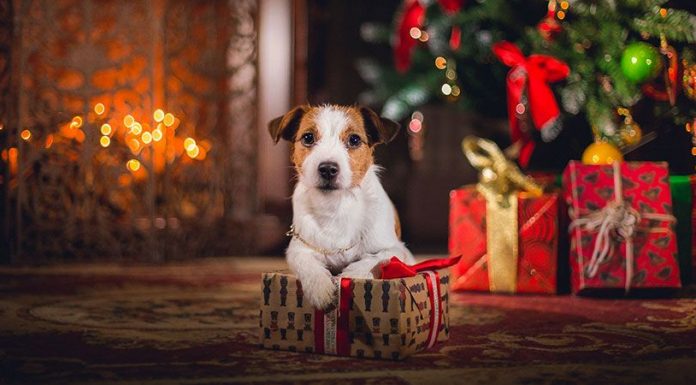 La campanya ‘No sóc el teu joguet’ recorda que els animals no són un regal animales