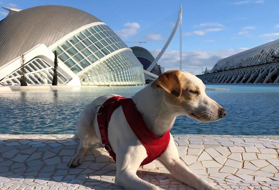 València Pet Friendly una guía de la ciudad para moverte con tu mascota