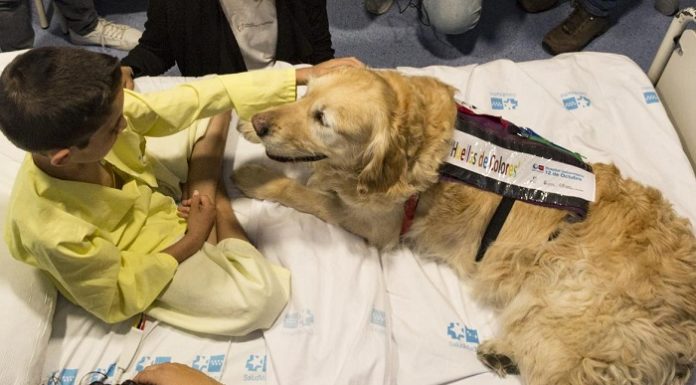 Zenit, el perro que reduce la ansiedad de los niños de la UCI Perro Zenit en la UCI