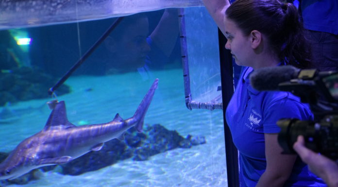 El Oceanogràfic forma en el manejo de tiburones tiburones