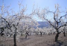 Este domingo viviremos el día más corto del año almendros