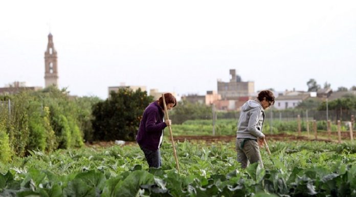 La meteorología complica la realidad del campo con indemnizaciones millonarias