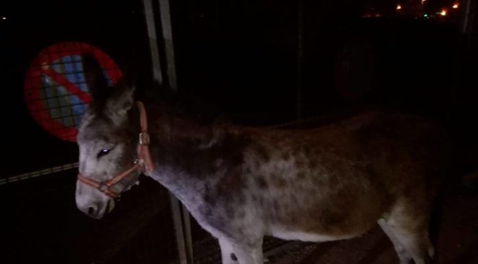La Policía Local de Valencia rescata un burro que deambulaba por la Ronda Norte