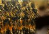 La Falla Pio XI Fontanares celebra hoy su XII entrada dels Alforins