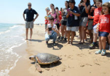 VÍDEO | ¿Qué hacer si te encuentras una tortuga en la playa?