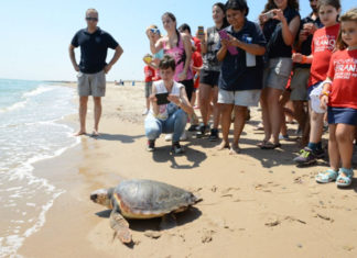 VÍDEO | ¿Qué hacer si te encuentras una tortuga en la playa?