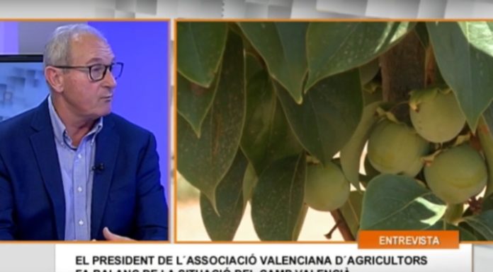 La campanya citrícola valenciana, la pitjor dels últims 40 anys naranja