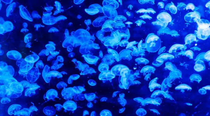 Aparecen grandes bancos de medusas en Xàbia