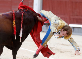 torero