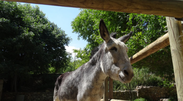Ofrecen un burro a Greta Thunberg para viajar a Madrid