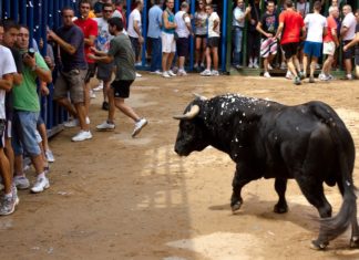 Muere un hombre de Meliana tras ser cogido por un toro en 'bous al carrer'