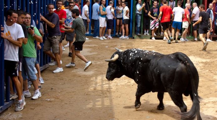 «Bous al carrer», una festa que bat rècords de celebracions entre partidaris i detractors bous