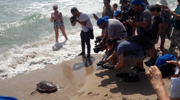 Què fer si et trobes una tortuga a la platja tortuga