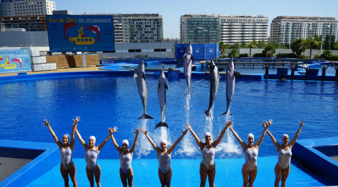 La música de The Beatles y los tiburones, protagonistas de ‘Las Noches del Oceanogràfic’