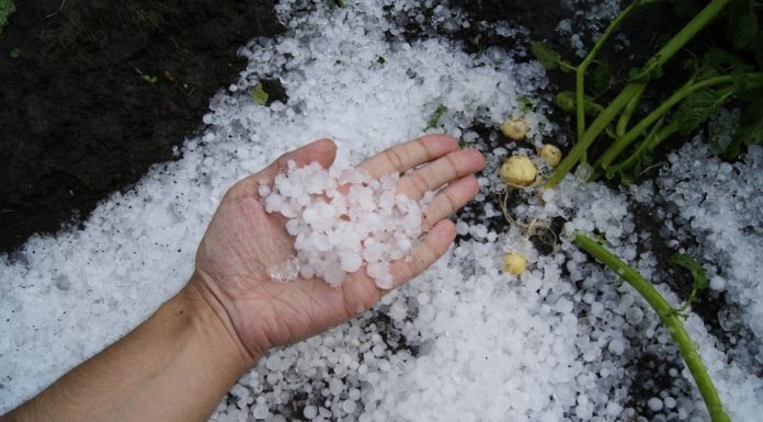 El granizo de la última semana daña más de 100.000 hectáreas pedrisco
