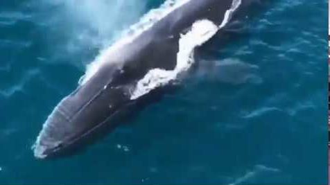 Graban tres ballenas gigantes entre las playas de Denia y Jávea ballenas
