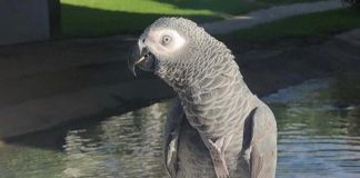 cinco loros que insultaban