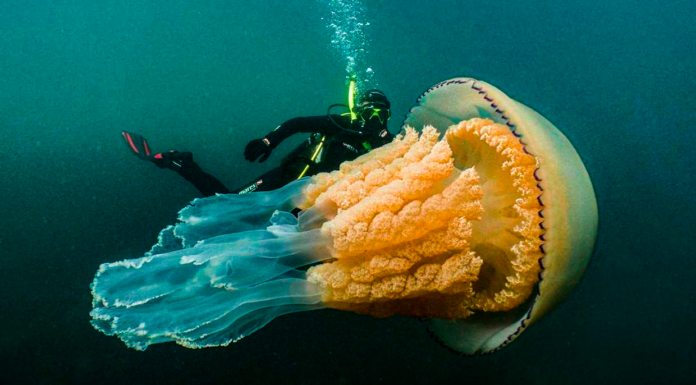 Avistan la medusa más grande del mundo del tamaño de una persona
