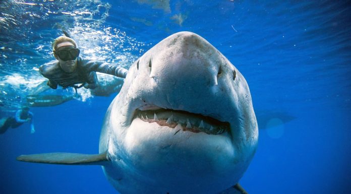 Graban al tiburón blanco más grande visto en la historia