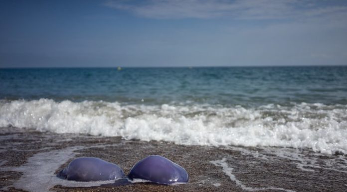 El calentamiento del mar dispara la reproducción de medusas más grandes medusas