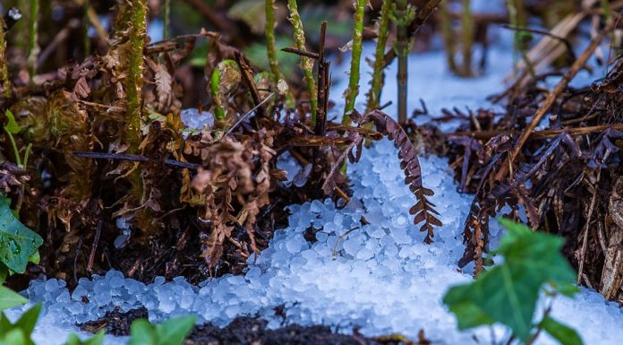 Últimos días para asegurar la cosecha de cereales de invierno frente al pedrisco granizo fruta