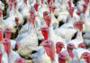 Las inundaciones ahogan 9.000 pavos para Navidad de una granja alicantina pavos