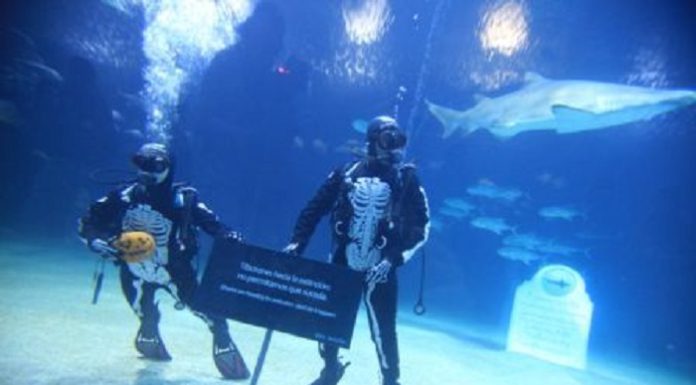 Què fer aquest pont de novembre a València? Els millors plans d’oci