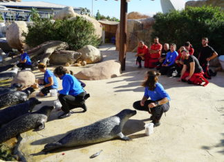 leones marinos del Oceanogràfic