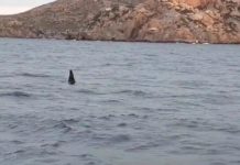 Avistan orcas en el puerto de Cartagena