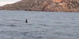 Avistan orcas en el puerto de Cartagena