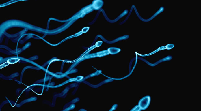 L’esperma dels valencians a examen semen