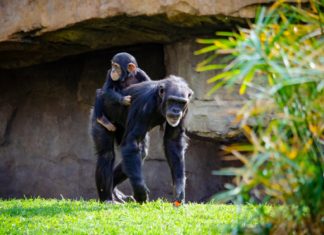 Bioparc Valencia