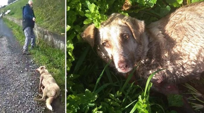 Mobilitzacions a València contra el caçador que va disparar i va apallissar a la seua gossa cazador