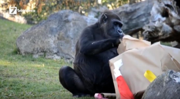 Els animals de Bioparc reben el fred de l’hivern entre caldos de verdures i infusions