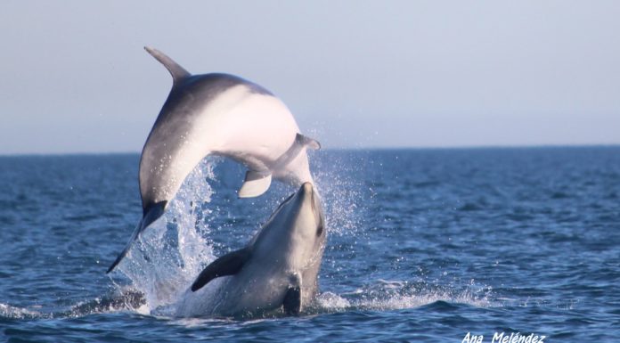 Aparece una manada de delfines frente a la costa de Torrevieja