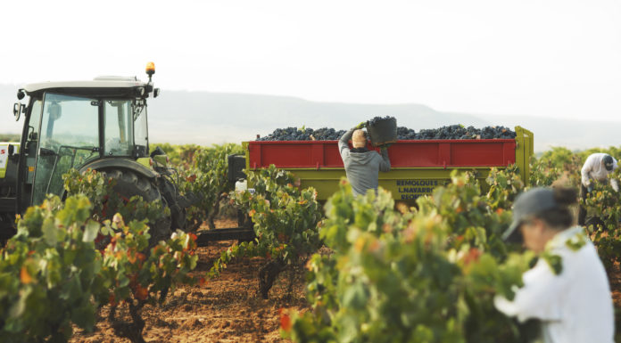 La DO Utiel-Requena cierra su vendimia con 212 millones de kg de uva Imagen web DO Utiel- Requena