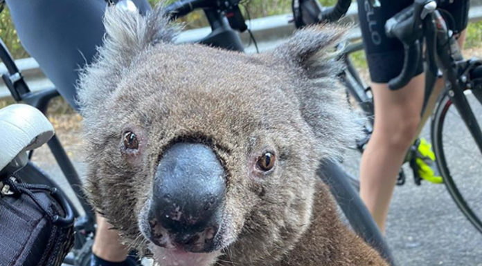El tierno vídeo de un koala pidiendo ayuda