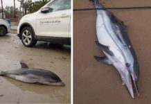 Delfines encontrados muertos en las costas valencianas tras el paso de la borrasca.