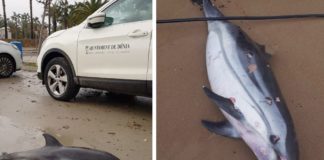 Delfines encontrados muertos en las costas valencianas tras el paso de la borrasca.