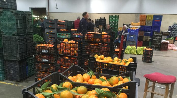 Les mandarines protagonistes a la Cavalcada de Reis de València Mercavalència repartirà mandarines a la Cavalcada de Reis de València