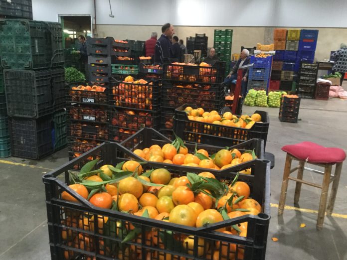 Mercavalència repartirá mandarinas en la Cabalgata de Reyes de València
