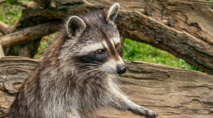 Vídeo/ Dos mapaches fingen ser estatuas para evitar ser descubiertos mapaches
