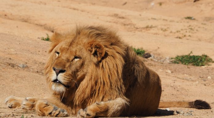 El Bioparc aumenta la familia y recibirá un nuevo león