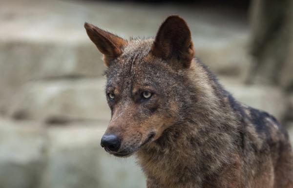 Vivía con un lobo ibérico pensando que era un perro lobo