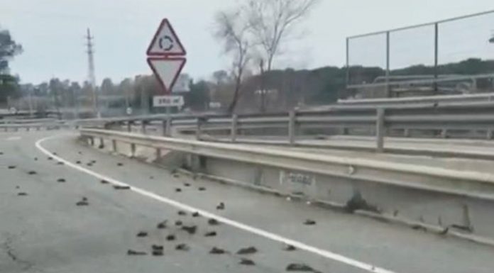 Aparecen cientos de pájaros muertos en Tarragona pájaros muertos